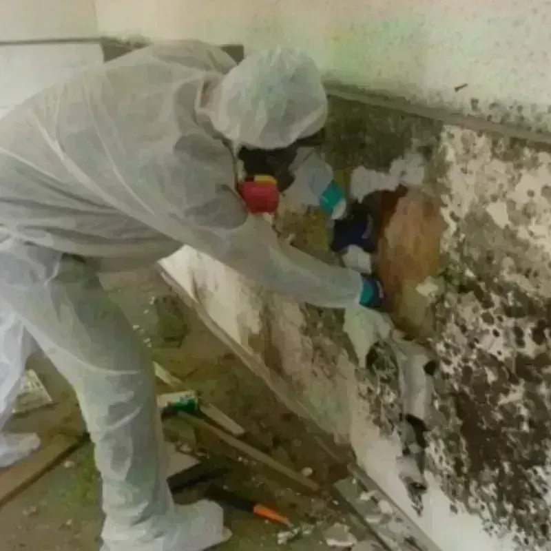 Mold Remediation and Removal in Yaurel, PR